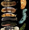 Afbeeldingsresultaten voor Holothuria notabilis Familie. Grootte: 98 x 100. Bron: www.researchgate.net