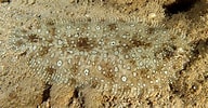 Afbeeldingsresultaten voor Pardachirus pavoninus. Grootte: 192 x 100. Bron: www.picture-worl.org