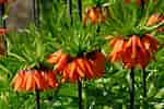 Image result for "fritillaria Sargassi". Size: 150 x 100. Source: www.tuttogreen.it