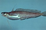 Image result for "urophycis Tenuis". Size: 155 x 100. Source: ncfishes.com