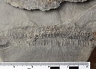 Résultat d’image pour Scolopendre fossile. Taille: 139 x 100. Source: ar.inspiredpencil.com