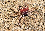 Image result for Lybia edmondsoni. Size: 146 x 100. Source: www.marinelifephotography.com