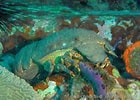 Image result for Scyllarides aequinoctialis Habitat. Size: 140 x 100. Source: doris.ffessm.fr