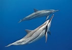 Image result for "stenella Longirostris". Size: 142 x 100. Source: www.pinterest.com