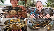 Image result for Mud Crab Farming in Philippines. Size: 177 x 100. Source: www.youtube.com