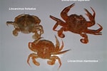 Image result for "liocarcinus Depurator". Size: 150 x 100. Source: www.marlin.ac.uk