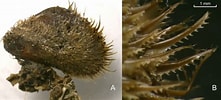 Image result for "modiolus Barbatus". Size: 221 x 100. Source: www.marinespecies.org