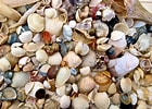 Image result for Seashells. Size: 140 x 100. Source: oceanislebeach.com