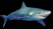 Image result for blauwe haai. Size: 178 x 100. Source: www.adcdiving.be