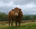 Image result for Red Bulls animal. Size: 125 x 100. Source: www.a-zanimals.co.uk