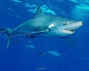 Risultato immagine per Large blauwe haai. Dimensioni: 126 x 100. Fonte: www.adcdiving.be