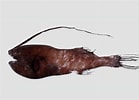 Afbeeldingsresultaten voor "gigantactis Vanhoeffeni". Grootte: 139 x 100. Bron: fishesofaustralia.net.au