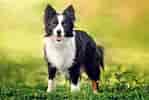 Image result for Border Collie. Size: 149 x 100. Source: www.dailypaws.com