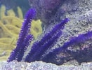 Image result for Muricea pinnata Familie. Size: 131 x 100. Source: www.communitycorals.nl