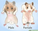 Tamaño de Resultado de imágenes de hamster geslacht.: 123 x 100. Fuente: www.wikihow.com