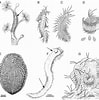 Image result for Polychaete Life cycle. Size: 99 x 100. Source: www.researchgate.net