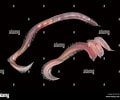 Image result for "glycera Capitata". Size: 120 x 100. Source: www.alamy.com