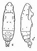Image result for "subeucalanus Monachus". Size: 73 x 100. Source: copepodes.obs-banyuls.fr