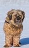 Bilderesultat for Tibetansk Terrier. Størrelse: 60 x 100. Kilde: pixabay.com