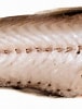 Image result for "lampanyctus Intricarius". Size: 76 x 100. Source: descna.com