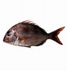 Image result for "dentex Canariensis". Size: 96 x 100. Source: www.lorpexfish.com