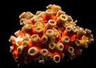 Image result for "cladocora Arbuscula". Size: 140 x 100. Source: www.gulfspecimen.org