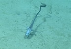 Image result for "gadomus Longifilis". Size: 145 x 100. Source: www.marinespecies.org