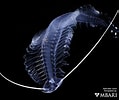 Image result for Tomopteris Krampi Geslacht. Size: 119 x 100. Source: www.mbari.org