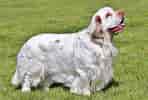 Image result for Clumber Spaniel Hunde. Size: 148 x 100. Source: hundefunde.de