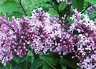 Image result for Beck's Lilac Bush. Size: 139 x 100. Source: www.thespruce.com