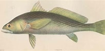 Afbeeldingsresultaten voor "pseudotolithus Senegalensis". Grootte: 205 x 100. Bron: fishbiosystem.ru