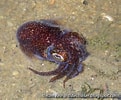 Image result for Sepiolidae. Size: 121 x 100. Source: tidechaser.blogspot.com