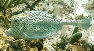 Image result for Honeycomb Cowfish. Size: 185 x 100. Source: www.stuartwynne.co.uk