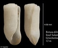 Image result for "retusa Truncatula". Size: 121 x 100. Source: www.marinespecies.org