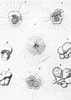 Afbeeldingsresultaten voor "hastigerina Pelagica". Grootte: 71 x 100. Bron: www.marinespecies.org