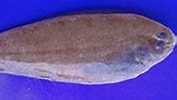 Image result for "bathysolea Profundicola". Size: 177 x 91. Source: www.fishbase.se