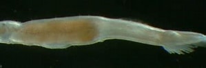 Image result for "paraspadella Hummelincki". Size: 299 x 90. Source: evolution.unibas.ch