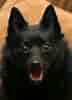 Image result for Schipperke. Size: 72 x 100. Source: www.petpaw.com.au