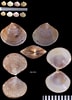 Image result for "gouldia Minima". Size: 72 x 100. Source: bishogai.com