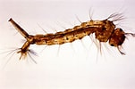 Image result for "beaked Larva". Size: 151 x 100. Source: pixnio.com