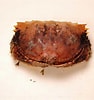 Afbeeldingsresultaten voor Calappa sulcata Stam. Grootte: 94 x 100. Bron: www.scientificlib.com