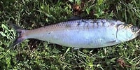 Image result for "alosa Pontica". Size: 200 x 100. Source: www.zooland.ro