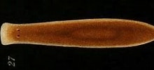 Image result for "ectoplana Limuli". Size: 220 x 92. Source: www.wikiwand.com