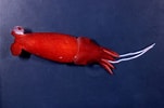 Afbeeldingsresultaten voor Bathyteuthis abyssicola Anatomie. Grootte: 151 x 100. Bron: www.niwa.co.nz