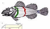 Afbeeldingsresultaten voor Myoxocephalus scorpioides Anatomie. Grootte: 173 x 100. Bron: www.researchgate.net