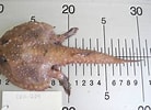 Résultat d’image pour Dibranchus atlanticus Anatomie. Taille: 138 x 100. Source: www.marinespecies.org