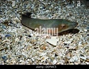 Image result for "lepadogaster Candollei". Size: 129 x 100. Source: www.alamy.com