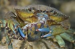 Image result for krabben soorten. Size: 151 x 100. Source: www.natuurfotografie.nl