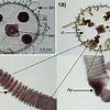 Image result for "vallentinia Gabriellae". Size: 100 x 100. Source: www.researchgate.net