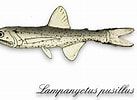 Image result for "lampanyctus Pusillus". Size: 137 x 100. Source: www.colapisci.it